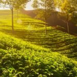 Munnar Asia's best rural escape