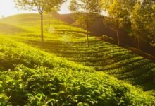Munnar Asia's best rural escape