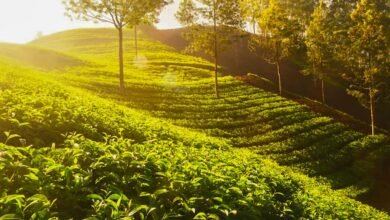 Munnar Asia's best rural escape