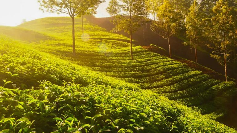 Munnar Asia's best rural escape