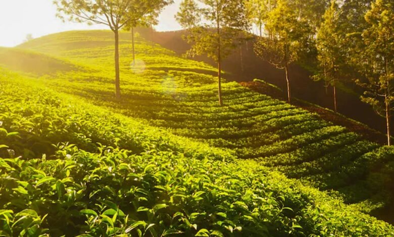 Munnar Asia's best rural escape