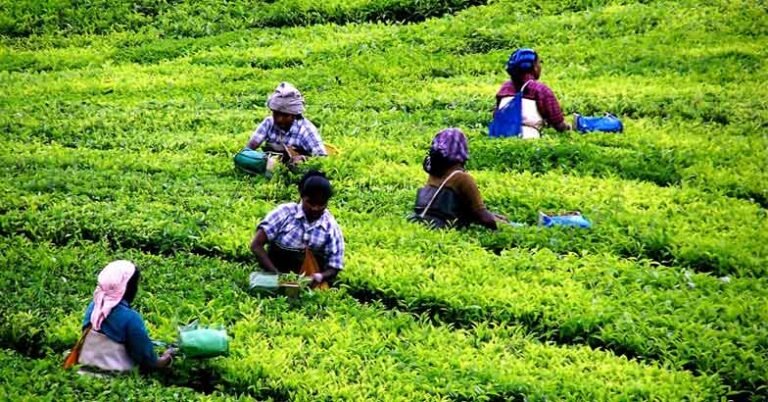 Onam Relief: Kerala Govt Sanctions ₹20.87 Lakh for Supplyco Gift Cards to Plantation Workers